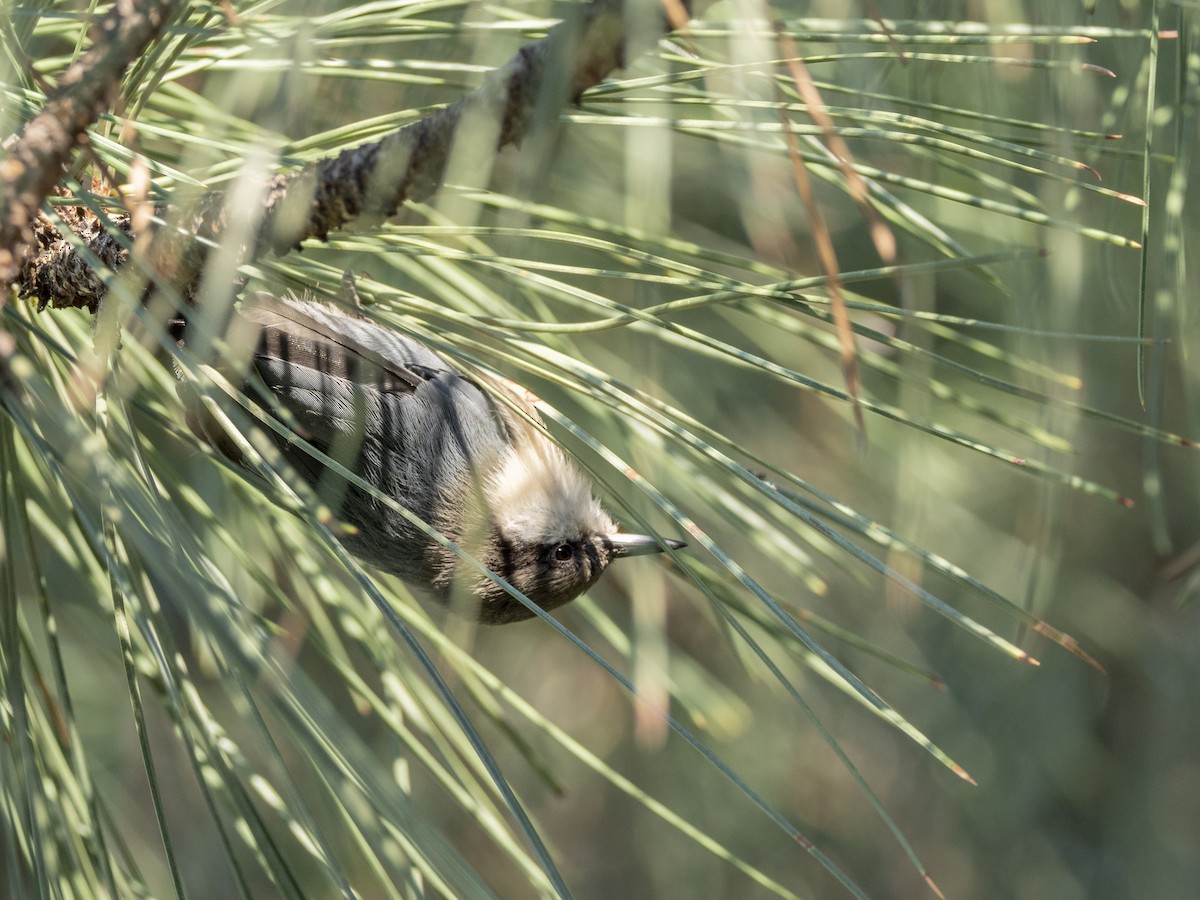Pygmy Nuthatch - ML642570953