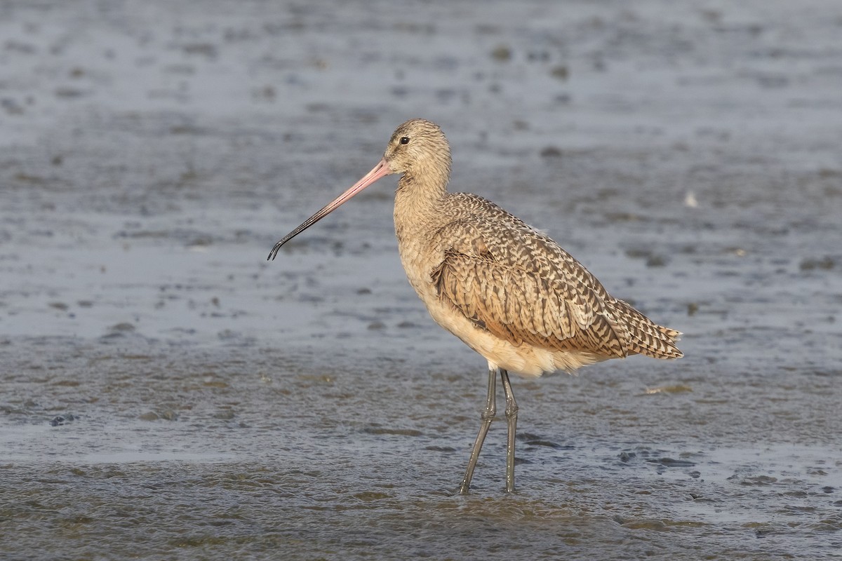 Marbled Godwit - ML642570968