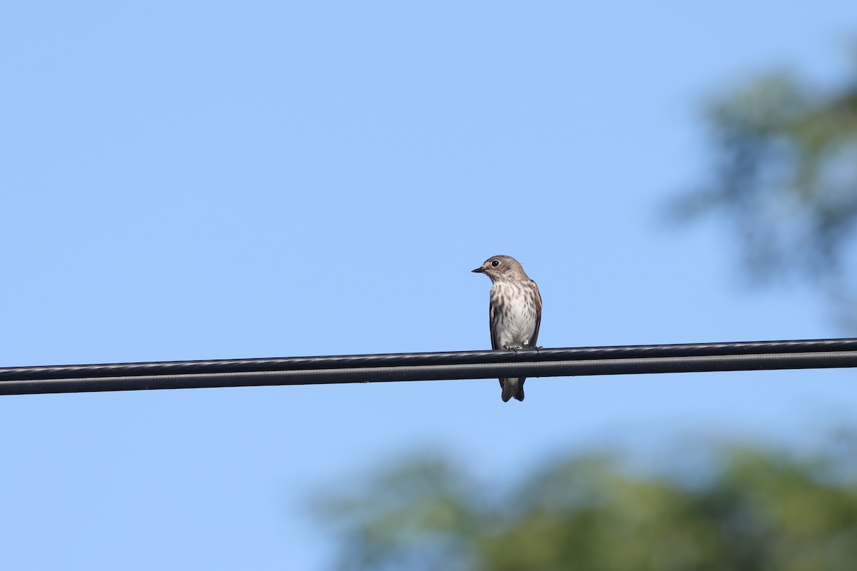 Gray-streaked Flycatcher - ML642571058