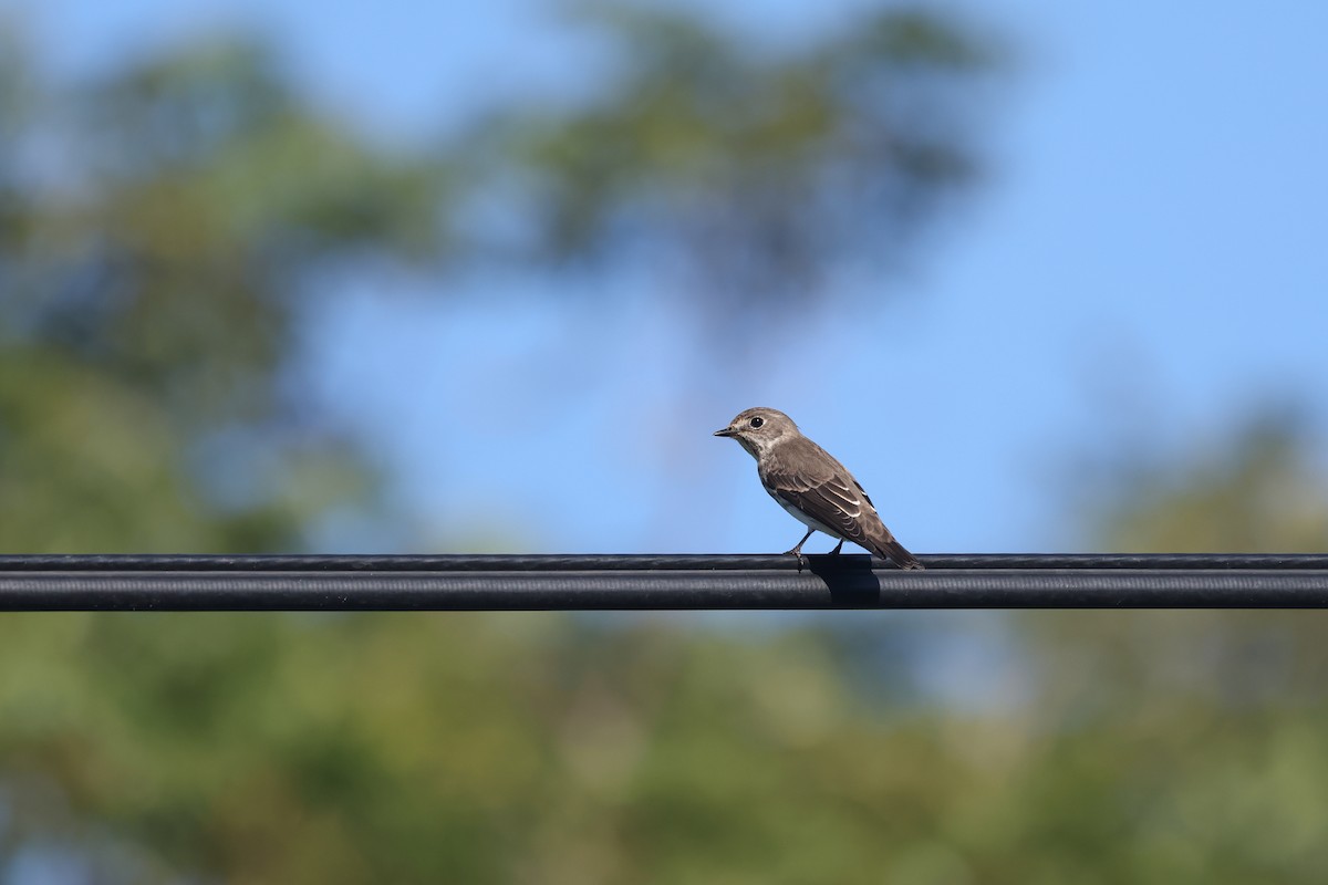 Gray-streaked Flycatcher - ML642571059