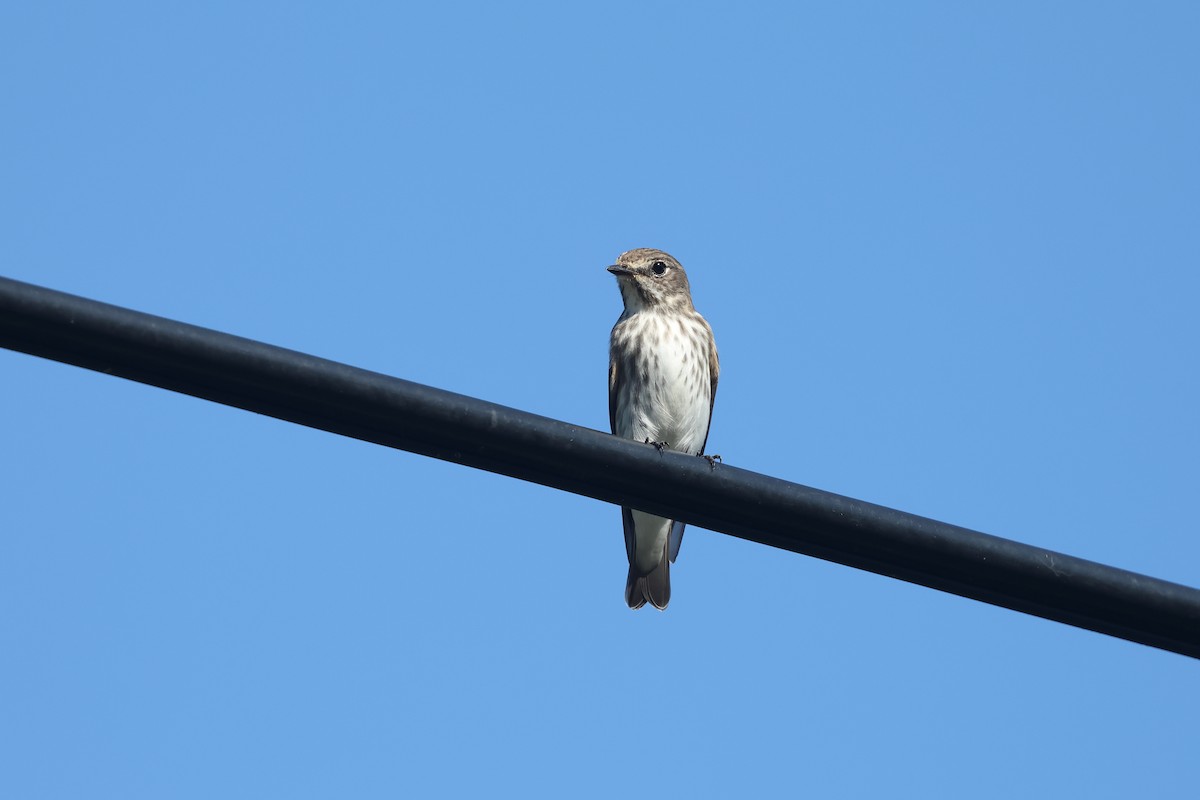 Gray-streaked Flycatcher - ML642571060