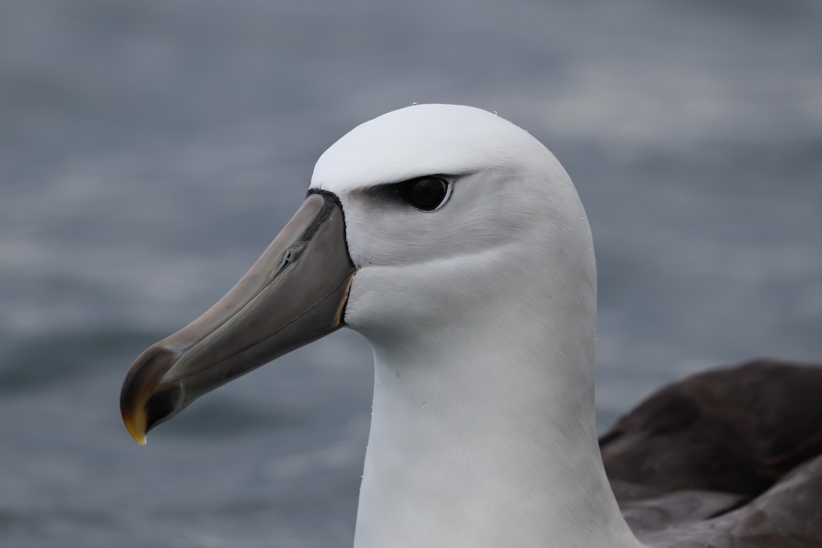 White-capped Albatross - ML642571083