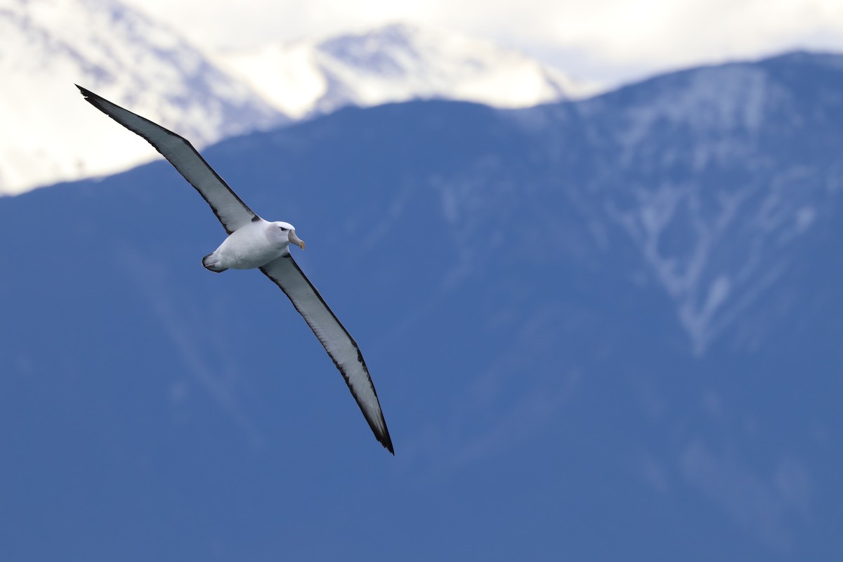 White-capped Albatross - ML642571089