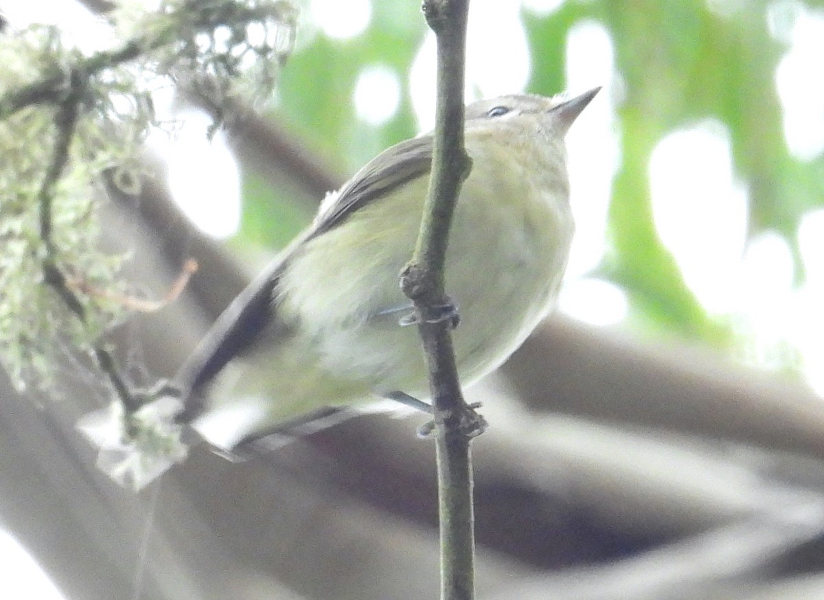 Philadelphia/Warbling Vireo - ML642571129
