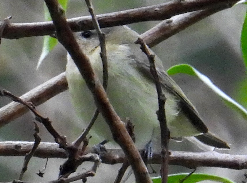 Philadelphia/Warbling Vireo - ML642571136