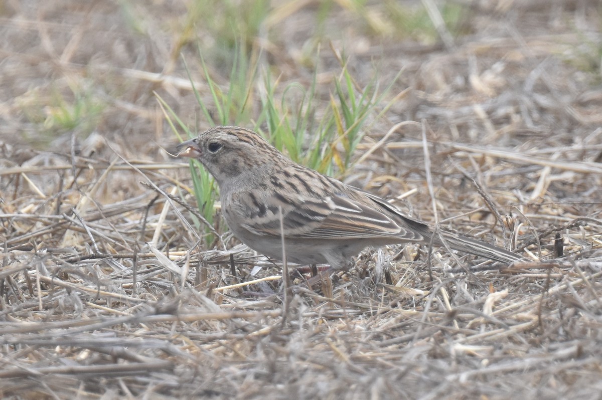 Brewer's Sparrow - ML642571160