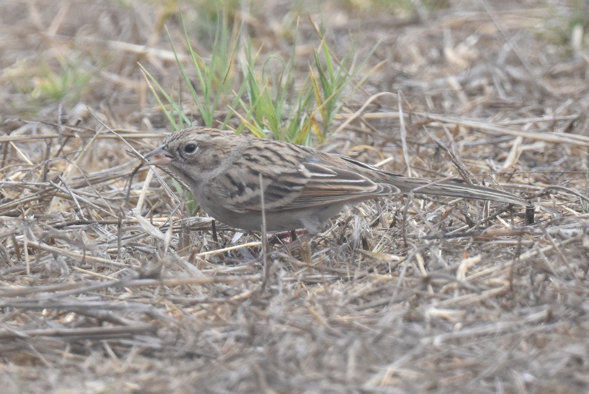 Brewer's Sparrow - ML642571161