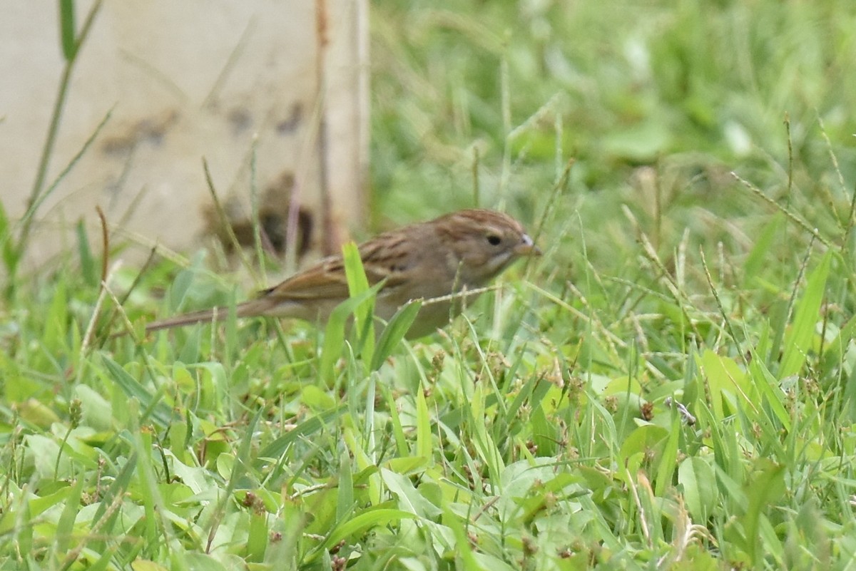 Brewer's Sparrow - ML642571173