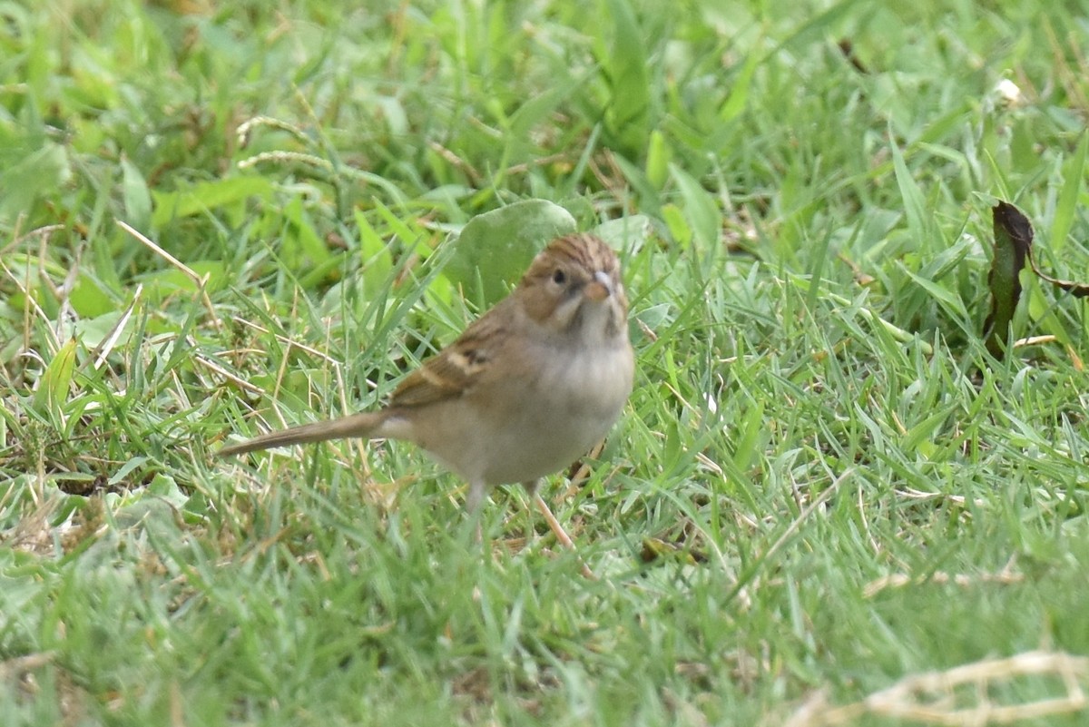 Brewer's Sparrow - ML642571174