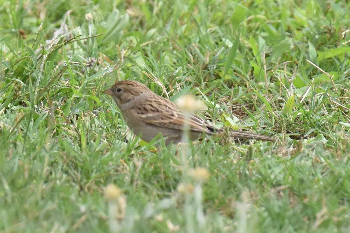 Brewer's Sparrow - ML642571175