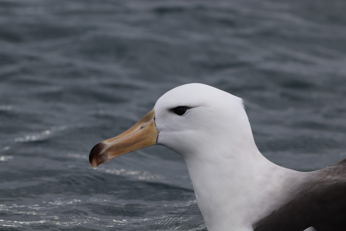 Black-browed Albatross - ML642571183