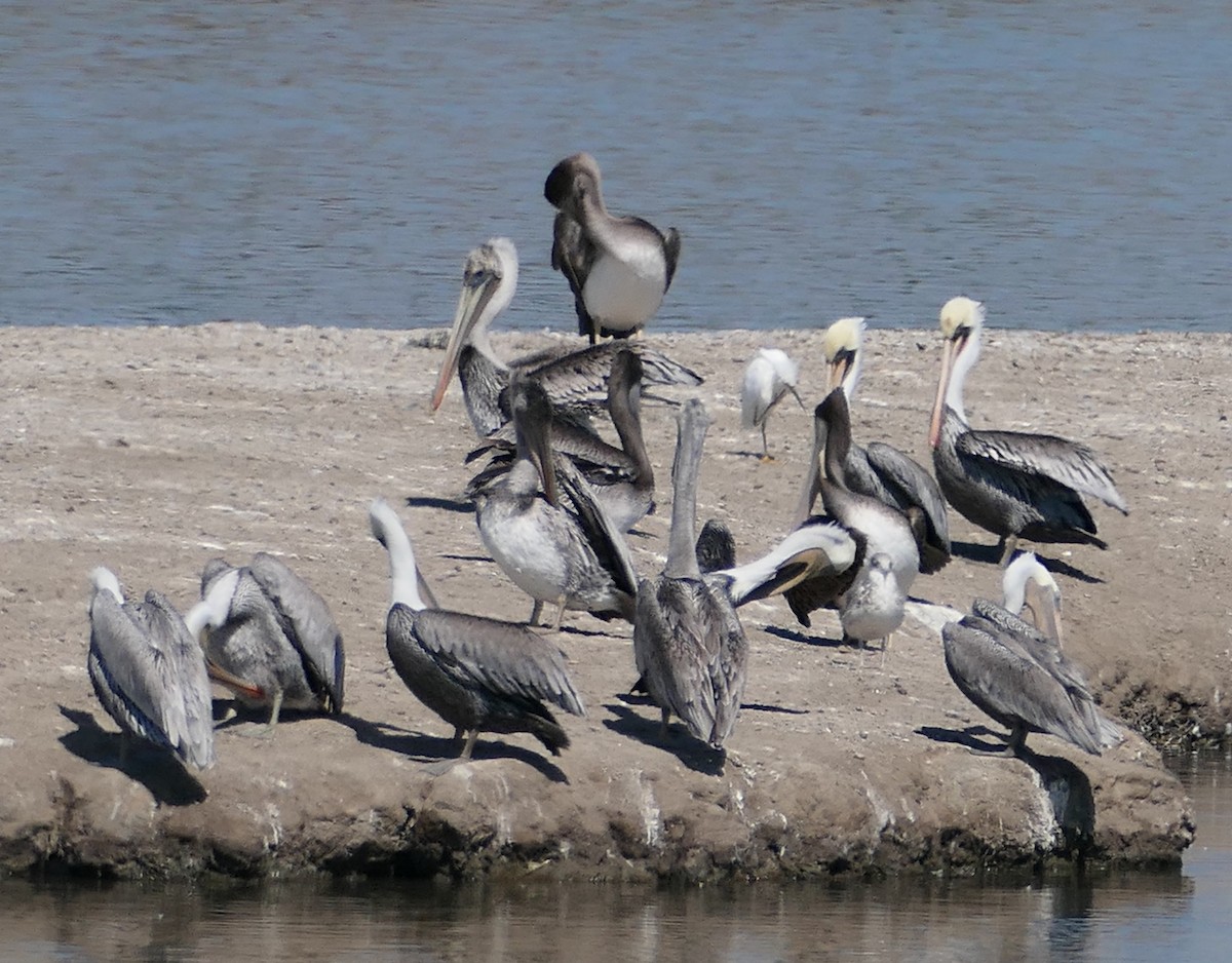 Pélican brun - ML642571193