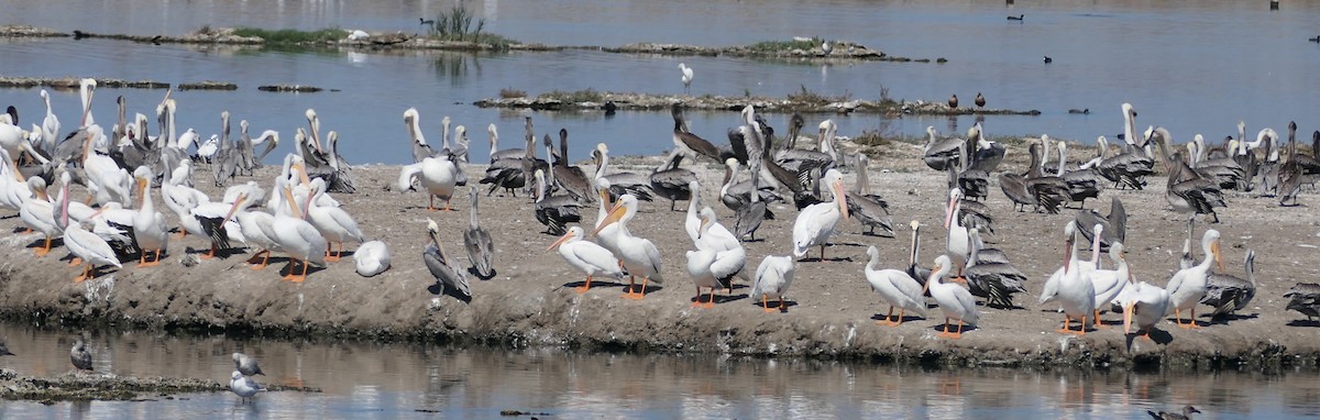 Pélican brun - ML642571195