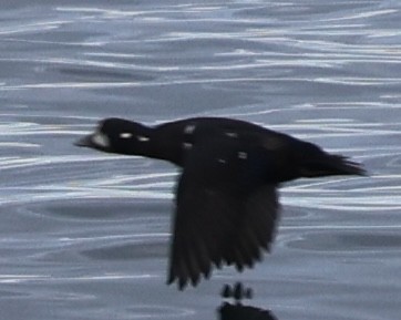 Harlequin Duck - ML642571205