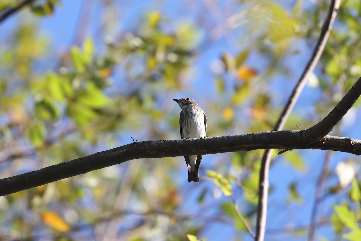 Gray-streaked Flycatcher - ML642571215