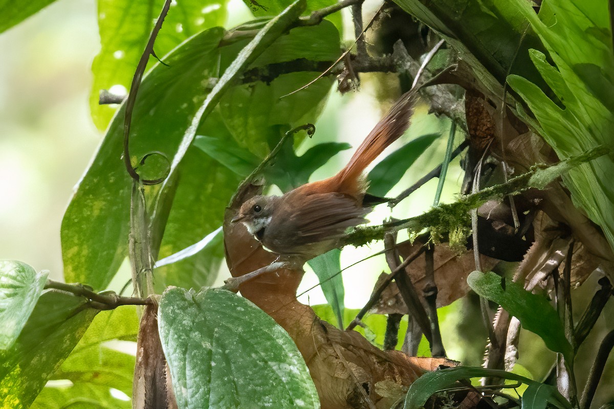 Sulawesi Fantail - ML642571224
