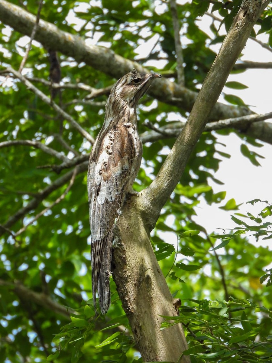 Northern Potoo - ML642571240