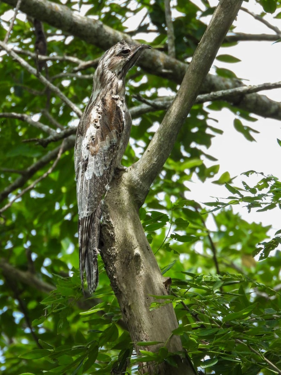 Northern Potoo - ML642571241