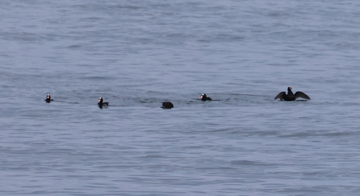Surf Scoter - ML642571270