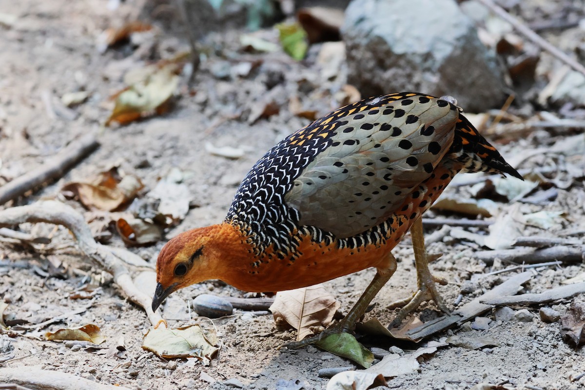 Ferruginous Partridge - ML642571272