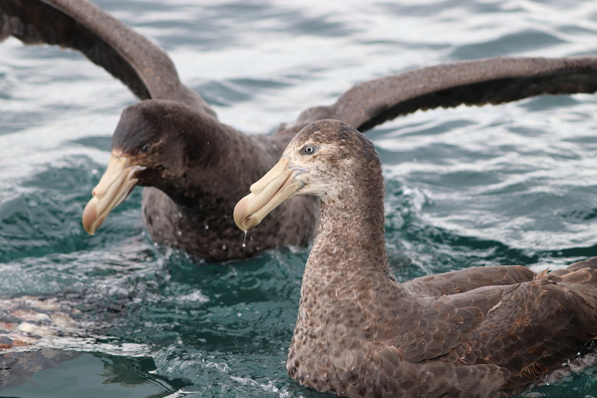 Northern Giant-Petrel - ML642571284