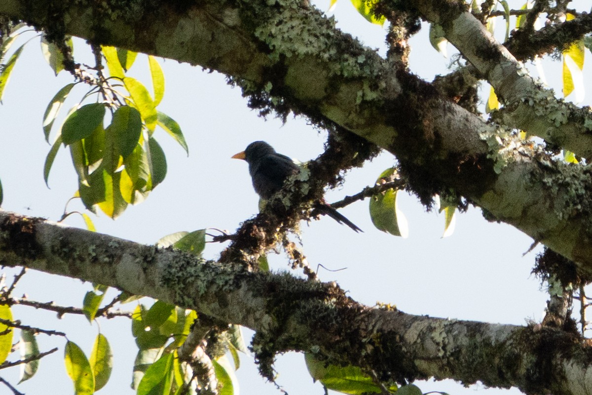 Finch-billed Myna - ML642571293