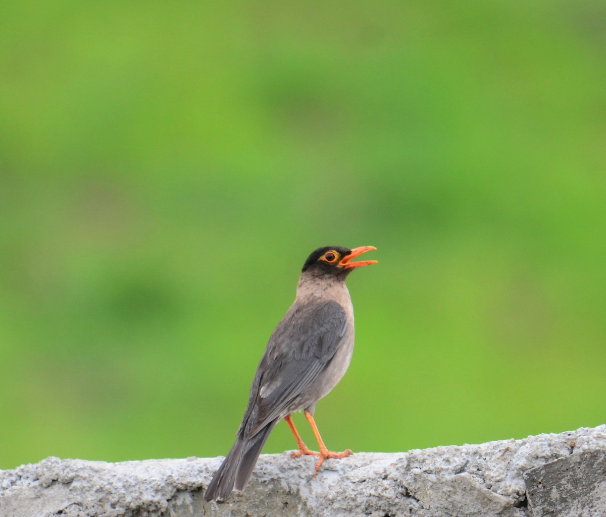 Indian Blackbird - ML642571295
