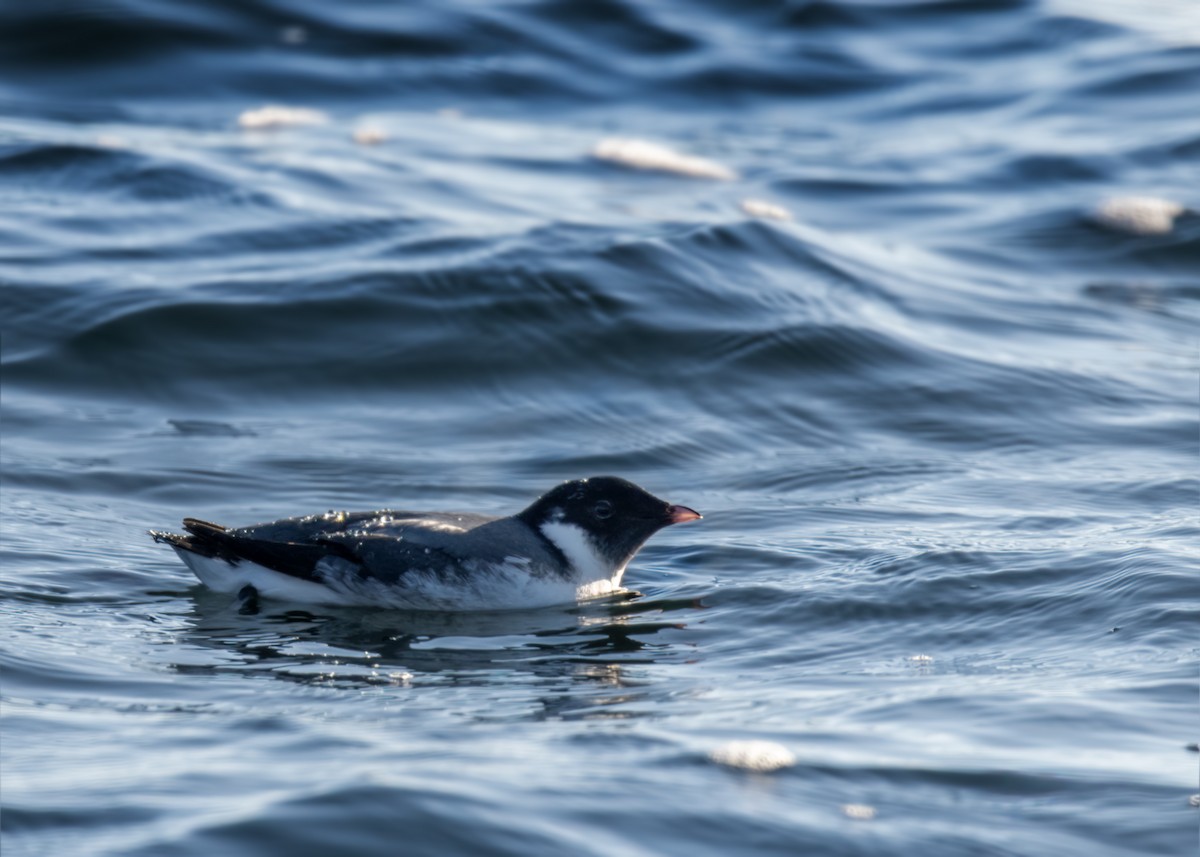 Ancient Murrelet - ML642571321