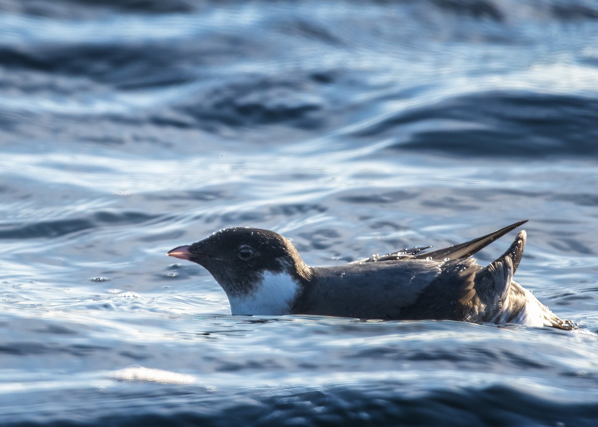 Ancient Murrelet - ML642571322