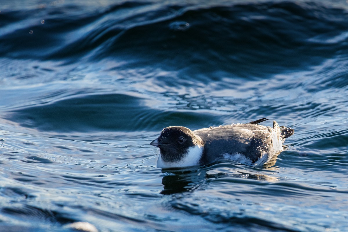 Ancient Murrelet - ML642571323