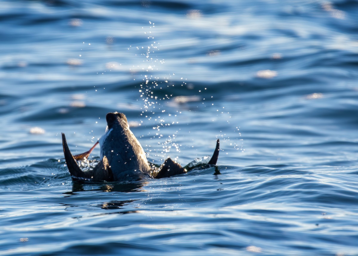 Ancient Murrelet - ML642571324