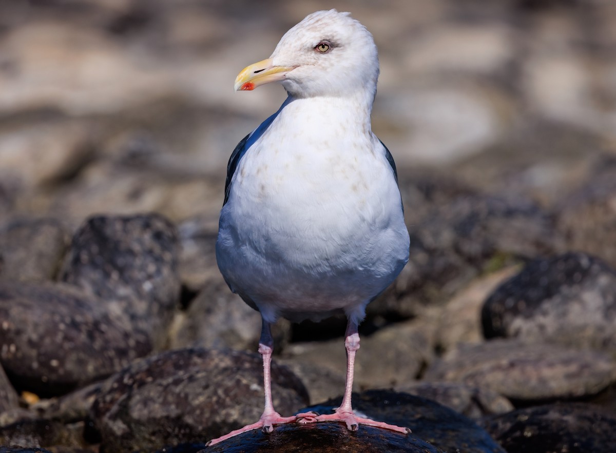 Slaty-backed Gull - Christopher Lindsey