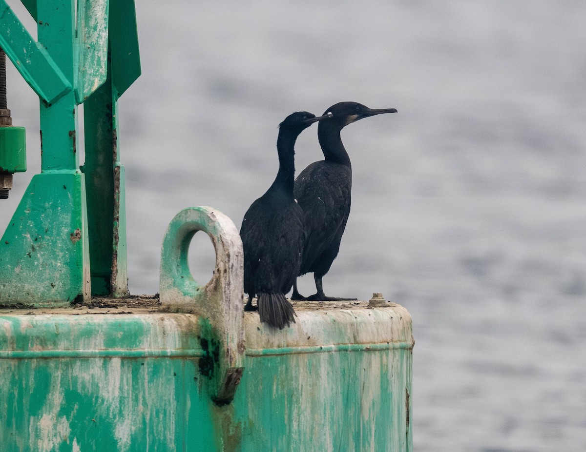 Cormoran de Brandt - ML642571347