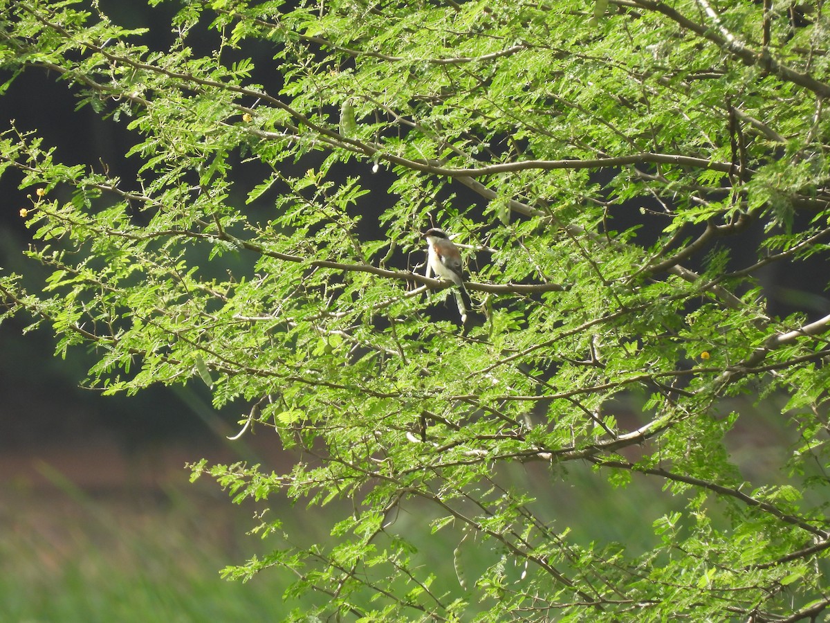 Bay-backed Shrike - ML642571415