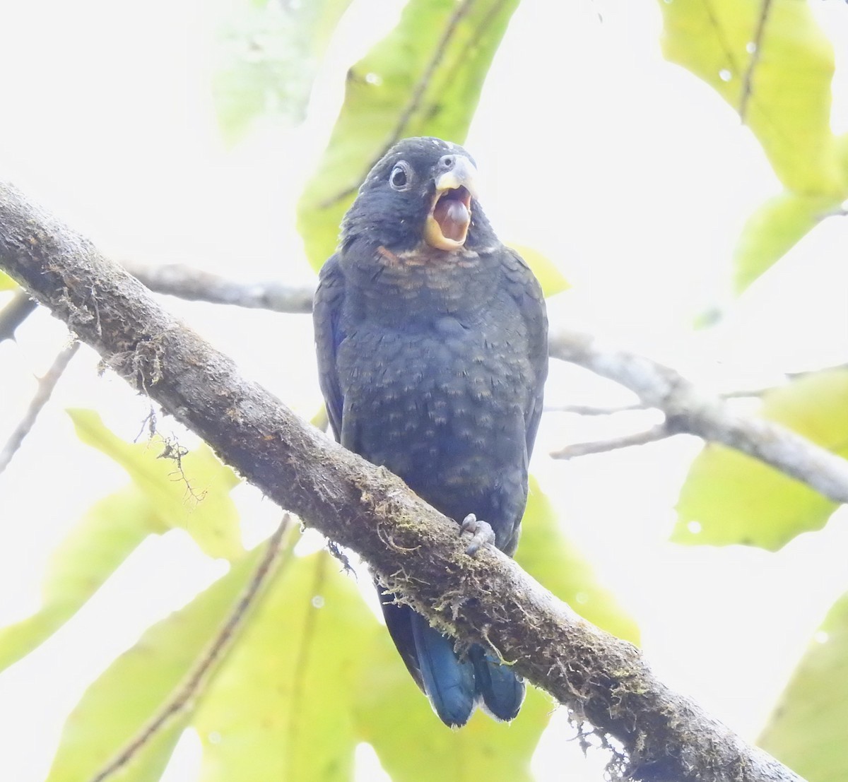 Bronze-winged Parrot - ML642571422