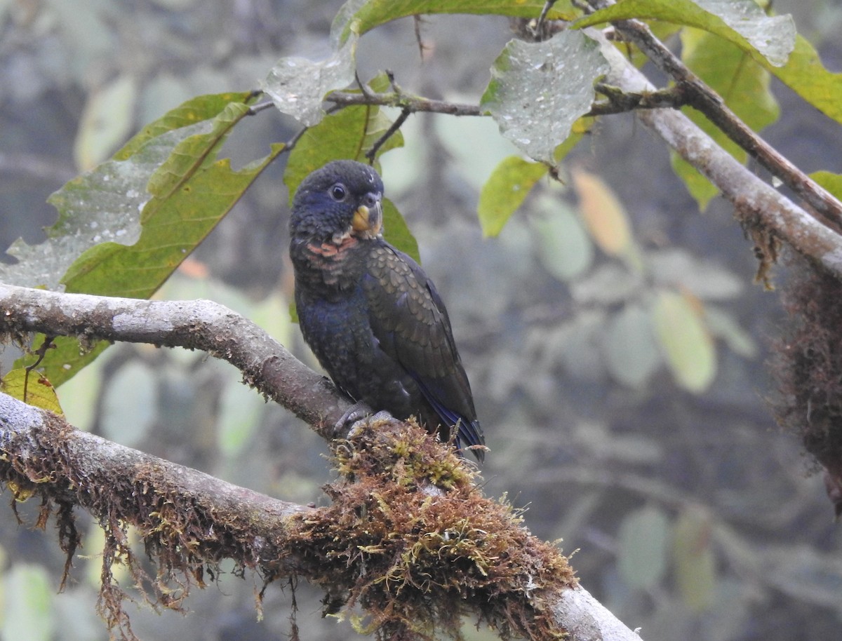 Bronze-winged Parrot - ML642571423