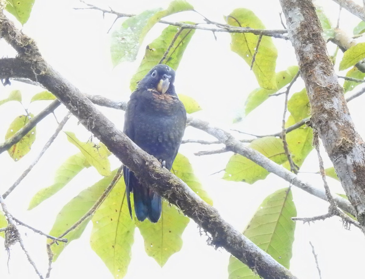 Bronze-winged Parrot - ML642571424