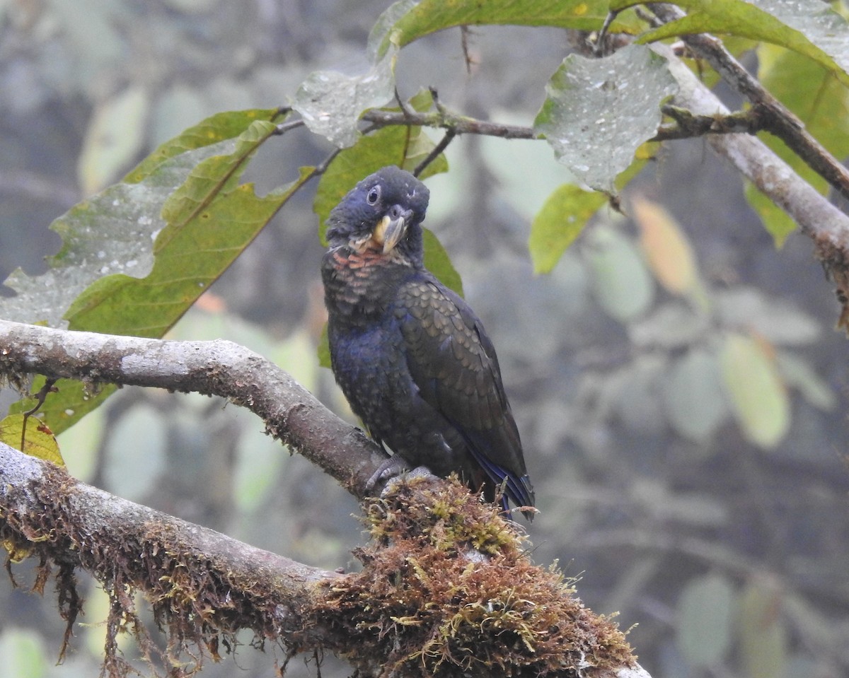 Bronze-winged Parrot - ML642571425