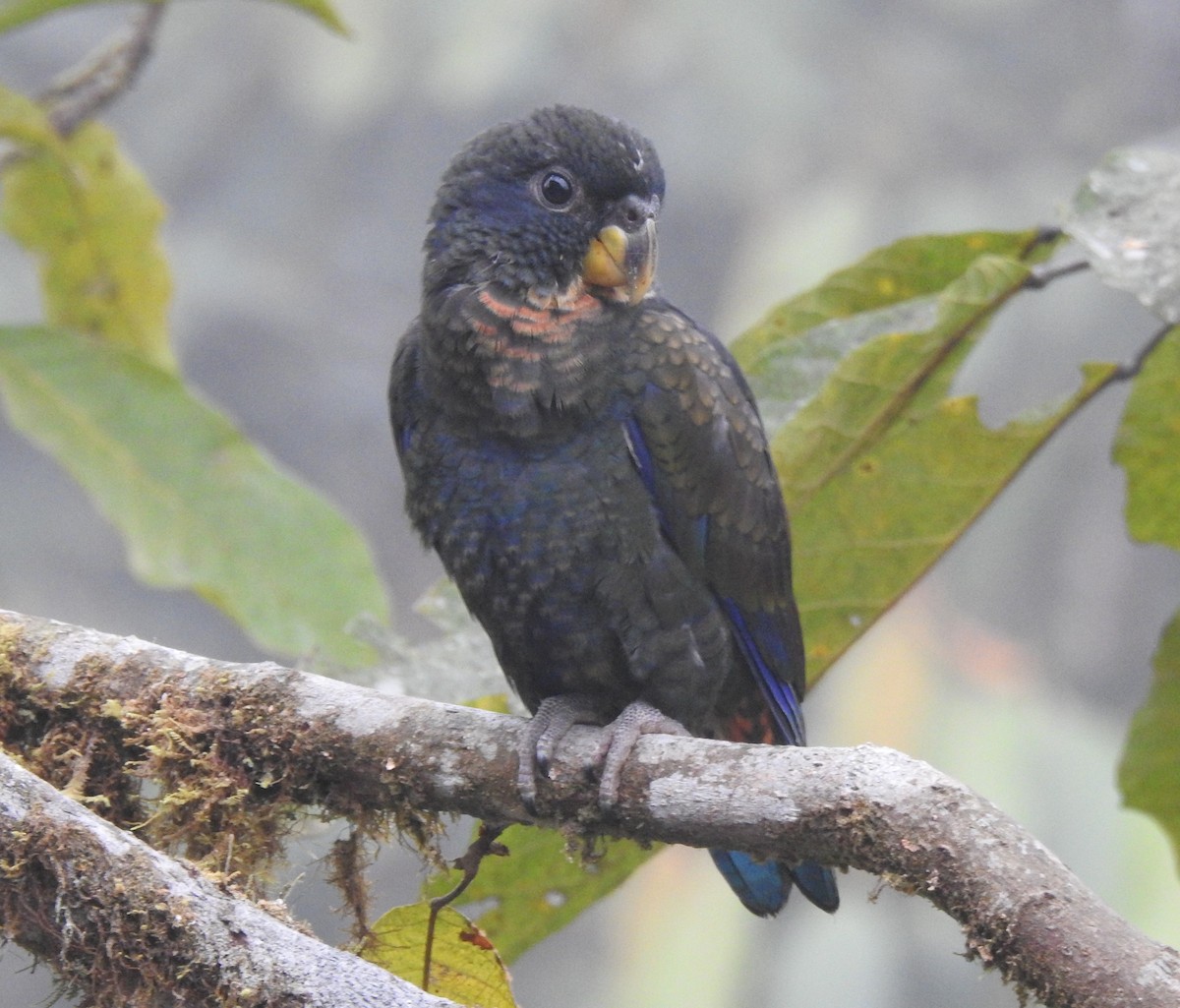 Bronze-winged Parrot - ML642571426