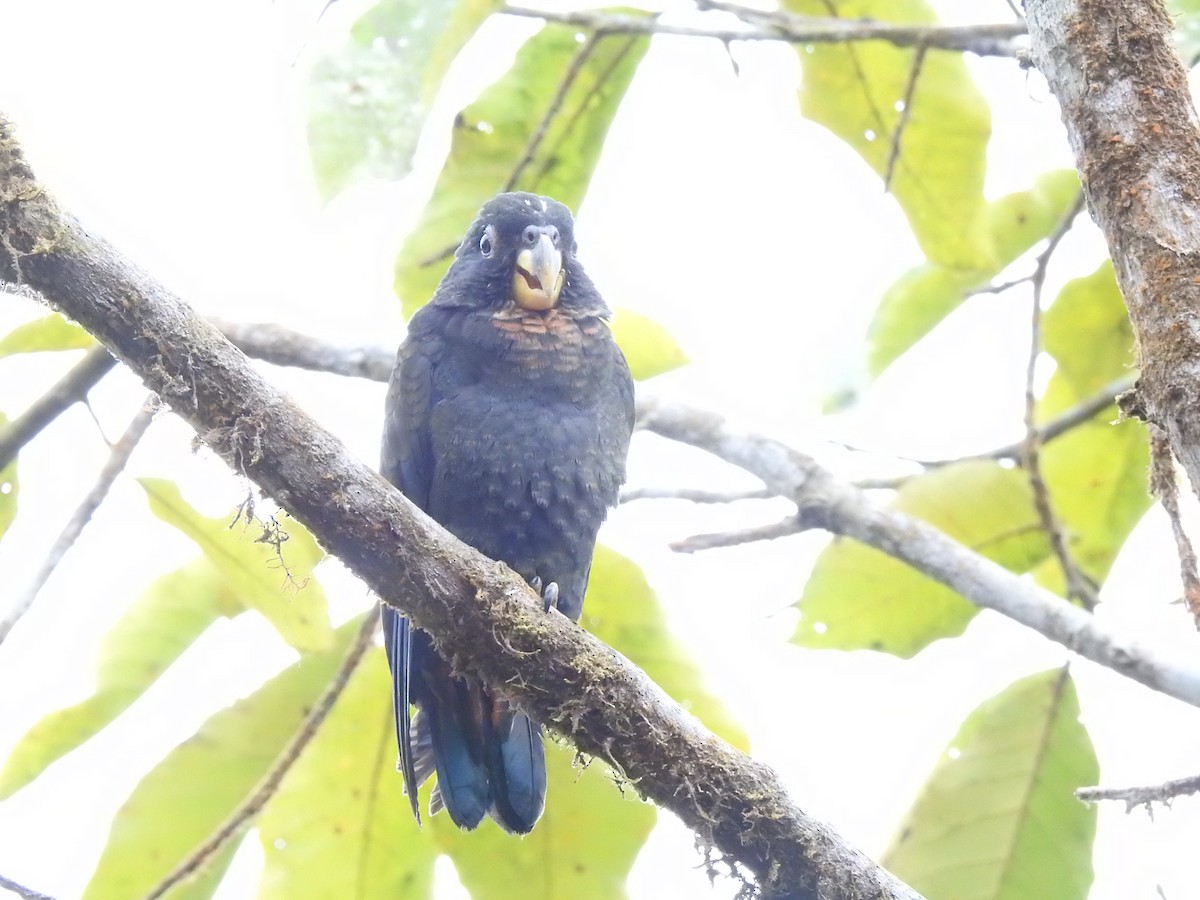 Bronze-winged Parrot - ML642571427