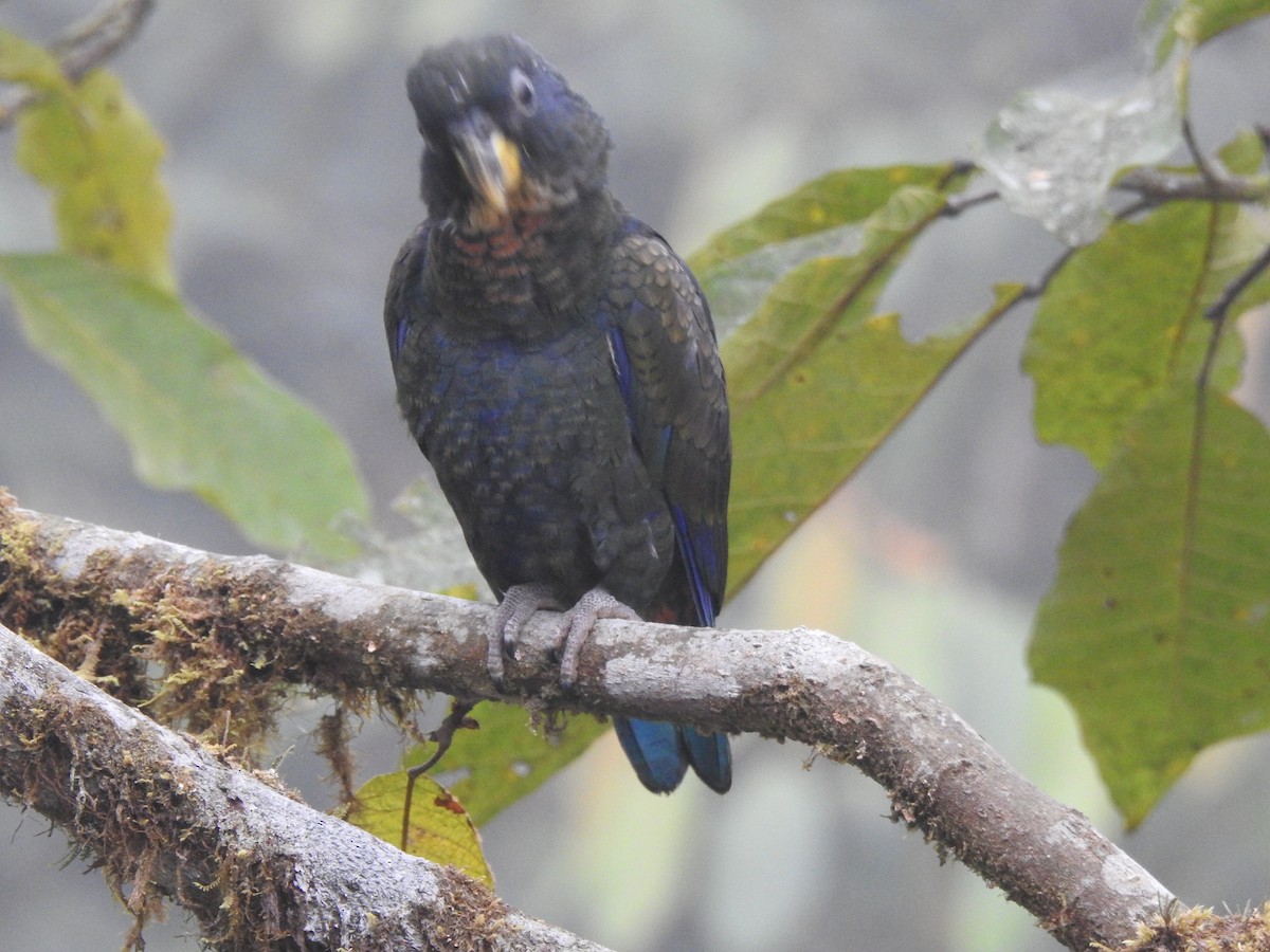 Bronze-winged Parrot - ML642571428