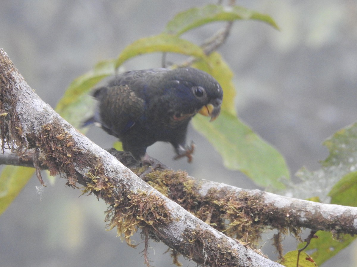 Bronze-winged Parrot - ML642571429