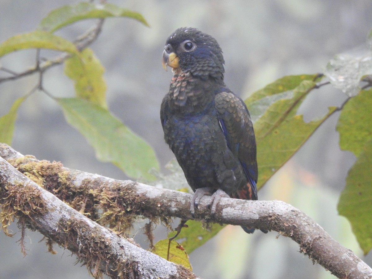 Bronze-winged Parrot - ML642571430