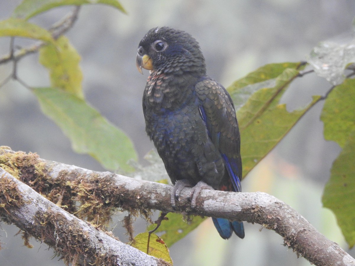 Bronze-winged Parrot - ML642571431
