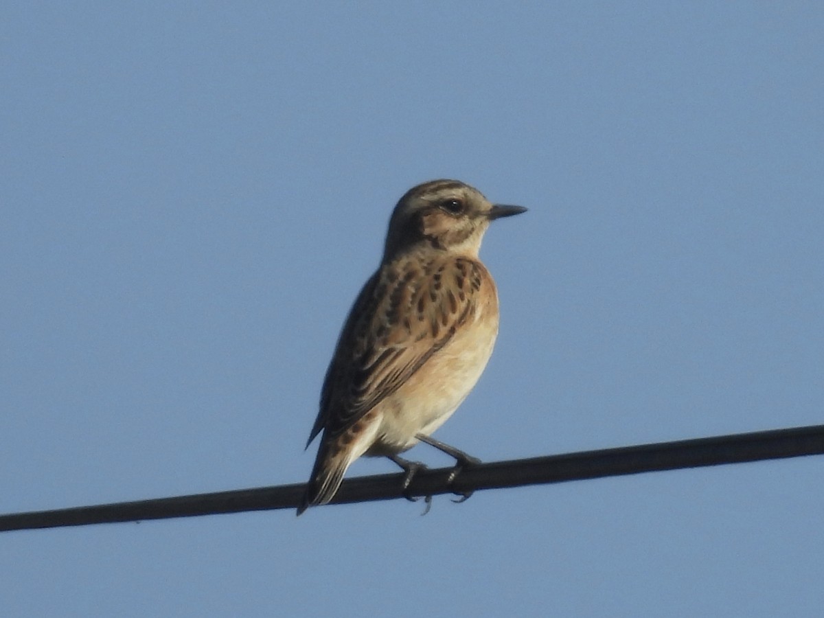 Whinchat - ML642571448