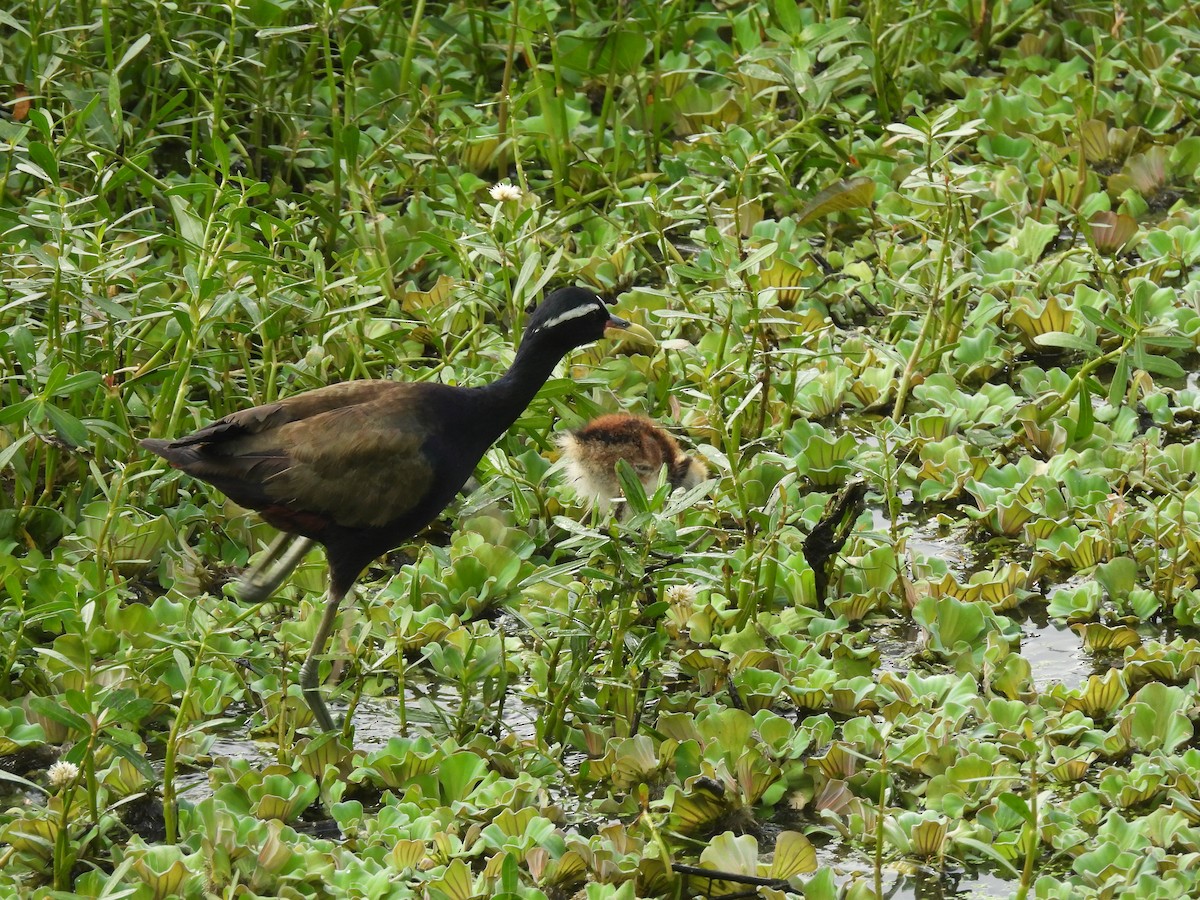 Bronze-winged Jacana - ML642571458