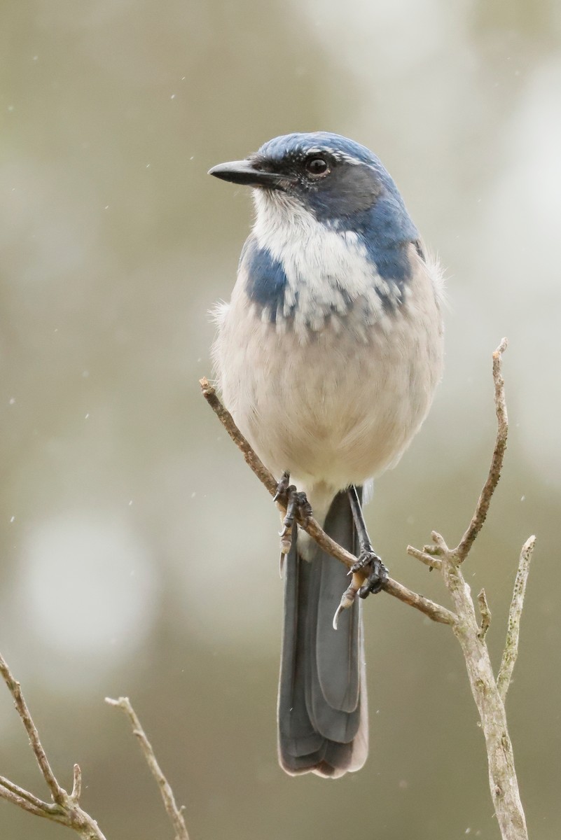 California Scrub-Jay - ML642571461