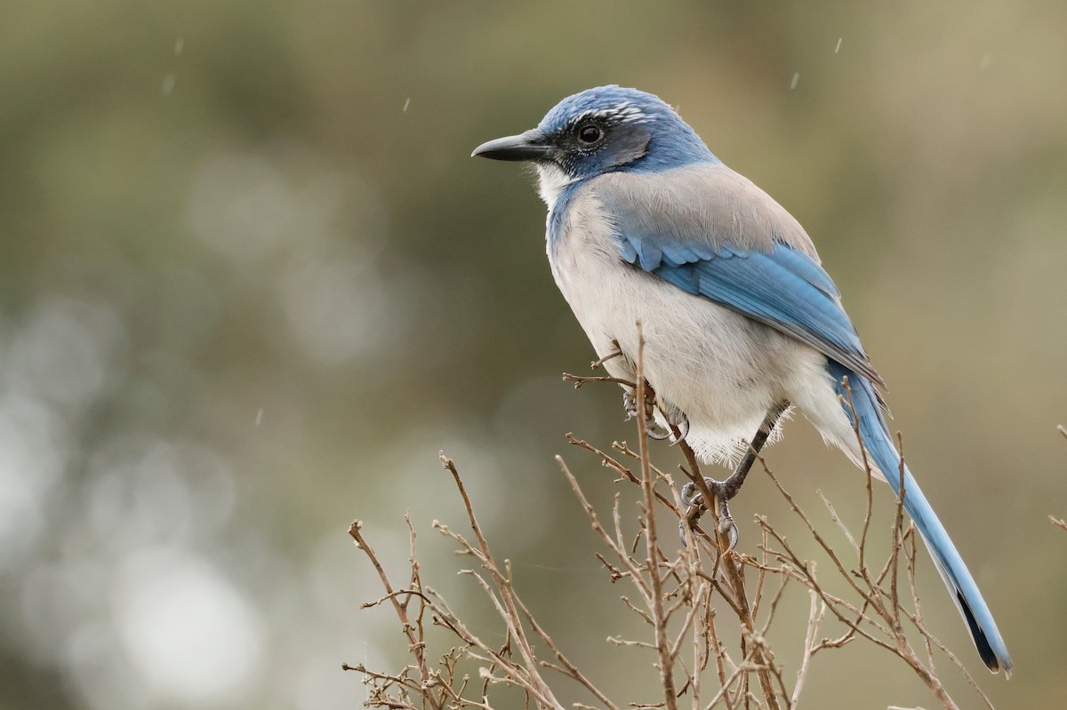 California Scrub-Jay - ML642571462
