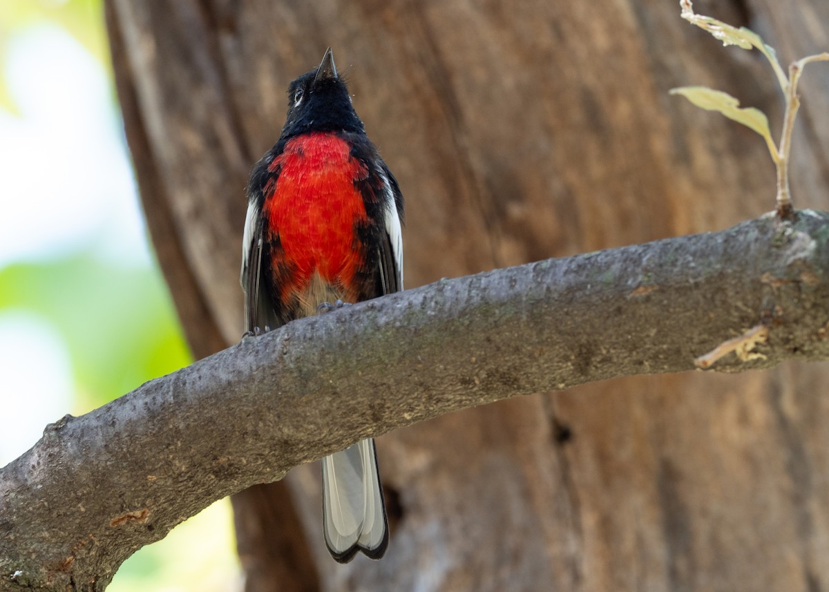 Painted Redstart - ML642571484