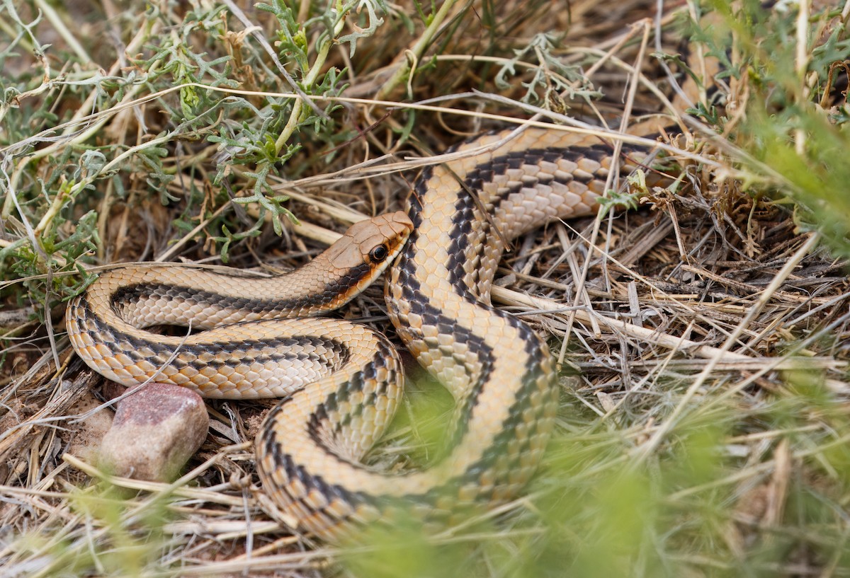 Western Patch-nosed Snake - ML642571491